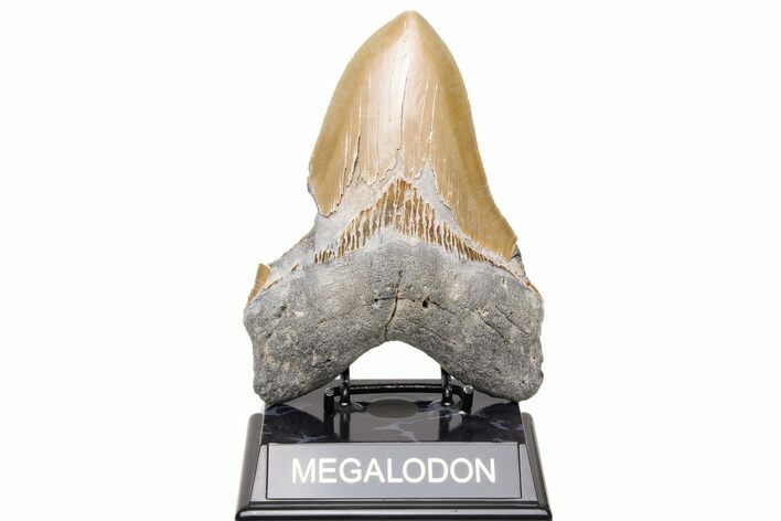 Bargain, Fossil Megalodon Tooth - Sharp Serrations #235140